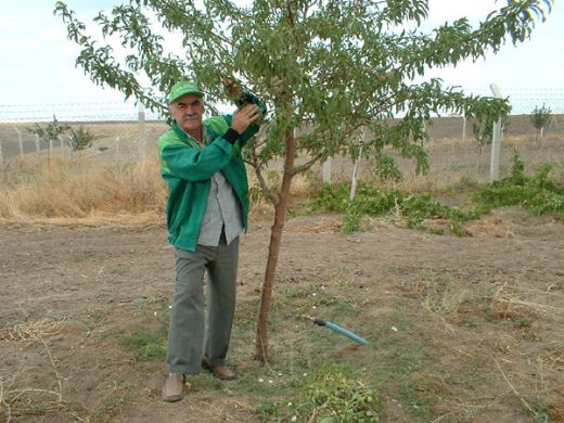 1 Badem Ağacı Kaç Kilo Verir?
