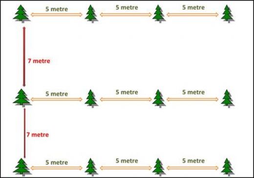 1 Dönüme Kaç Badem Ağacı Dikilir?