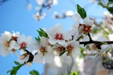 Badem Çiçeğinin Sağlığının Korunması