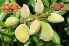 Badem Nasıl Yetişir?