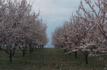 Badem Ağacı Özellikleri ve Türleri