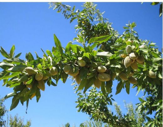 Badem Ağacı Bakımı Nasıl Yapılır?