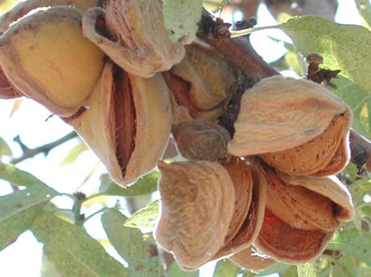 Badem Ağacı Nasıl Yetiştirilir?