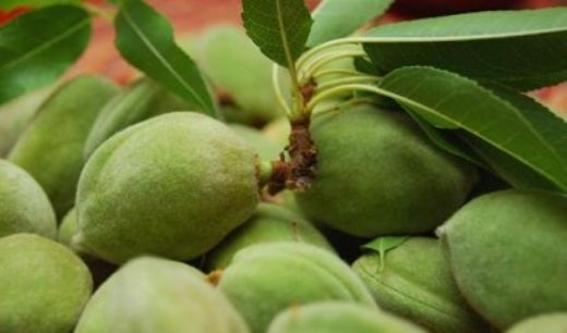 Yeşil Badem Kullanımı ve Faydaları Nelerdir?